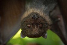 В Казахстане найдены летучие мыши, способные переносить смертельный коронавирус