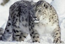 Снежный барс впервые показался в Жамбылской области