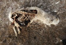 Полсотни туш сайгаков с отпиленными рогами обнаружены в ЗКО