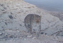 Леопард попал в фотоловушку в Мангистауской области