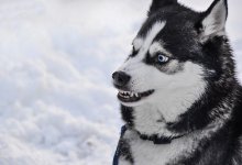 Мужчины жестоко застрелили хаски и сняли это на видео в Мангистауской области