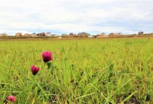 Бардаком назвал аким СКО ситуацию с использованием земли в Петропавловске