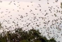 Сотни тысяч летучих мышей атаковали австралийский город