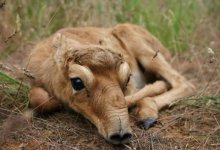 ZООцид продолжается!