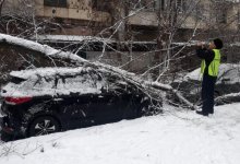 Алматинцам советуют не парковать транспортные средства под деревьями