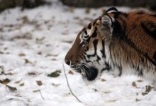 Амурского тигра насмерть сбили в России