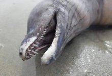 В Мексике нашли загадочное безглазое существо