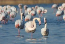 Фламинго вернулись в Мангистау из теплых краев
