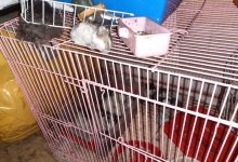 Более 20 животных погибли при пожаре в павлодарском зоомагазине