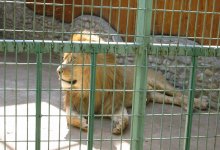 «Животные гниют заживо»: в Кызылорде требуют закрытия и отъезда российского зоопарка