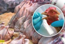 Птичий грипп атакует