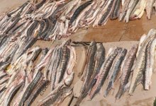 Более полутонны осетровых изъяли у жителя Мангистау