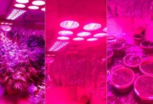 Житель Алматинской области выращивал марихуану, используя солнечные батареи