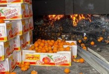 Астанинские инспекторы уничтожили более тонны опасных фруктов из Грузии