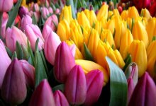 Токаев поздравил казахстанских женщин с 8 марта