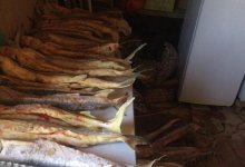75 килограммов осетра обнаружили в доме жителя Мангистау