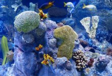 Карибские коралловые рифы могут исчезнуть через 15 лет