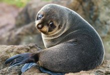 Раненого детеныша тюленя спасли мангистауские инспекторы