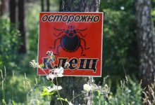 В Туркестанской области начали борьбу с клещами