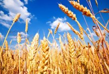 Казахстан ограничит экспорт зерна и муки