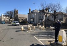 Дикие козлы разгуливают по пустынным улицам английских городов