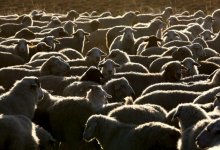 Чиновники обворовали пастбища и животноводческие хозяйства на 37 млн тенге в Костанайской области