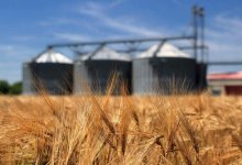 Почему больше половины предпринимателей не получили квоту на экспорт пшеницы