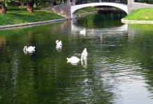 В новом парке Туркестана выпустят лебедей