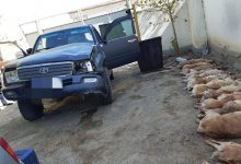 Полсотни туш сайгаков нашли в автомобиле браконьеров в Кызылординской области