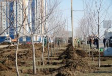 Цветы и деревья начали высаживать в Нур-Султане