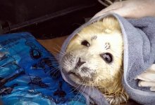 В Актау спасли детеныша тюленя