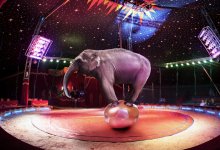 Московскому цирку поможет вернуться на родину акимат Караганды