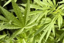 Казахстанец вырастил 60 кустов конопли у себя во дворе