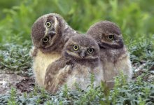 "Они не потерялись": Алматинцев попросили не спасать совят, ведь у них все в порядке