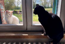 Роста числа брошенных животных опасаются зоологи Алматы