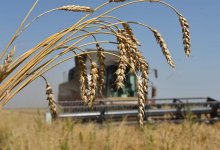Какой урожай пшеницы соберет Казахстан в 2020 году рассказали в МСХ