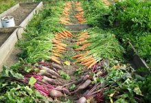 Дачникам Нур-Султана разрешили выезжать на свои садовые участки