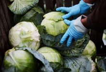 300 тонн капусты направит в детские дома и малобеспеченным казахстанцам Туркестанская область