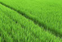 Кызылординские рисоводы рискуют остаться без урожая