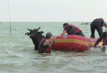 Наводнение в Туркестанской области: погибло 600 голов скота