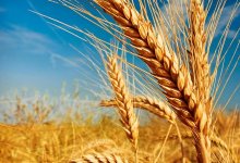 Сельчане начнут зарабатывать больше в Казахстане