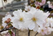 В Японии зацвел новый сорт сакуры «Нур-Султан»