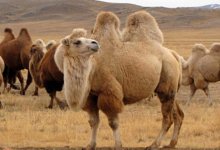 В Казахстане выпустят вакцину после заражения верблюдов оспой