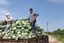 "Капустный кризис" в Туркестанской области: 500 тонн экспортируют в Беларусь