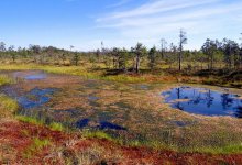 В болоте Караганды нашли труп пожилого мужчины