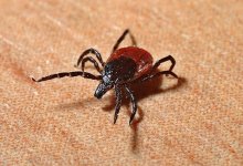 75 миллионов тенге направили из бюджета страны на борьбу с клещами в Алматы