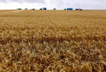 Казахстан снимет запрет на экспорт зерна и продтоваров