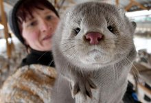 В Голландии зафиксировали необычный случай передачи коронавируса человеку