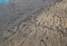 Десять бесплатных пляжей откроют в Нур-Султане