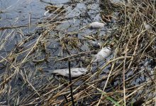 Полтонны мертвого карася обнаружили на озере СКО